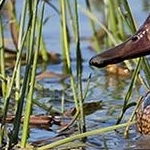 _O4A8449  Sarcelle d'été